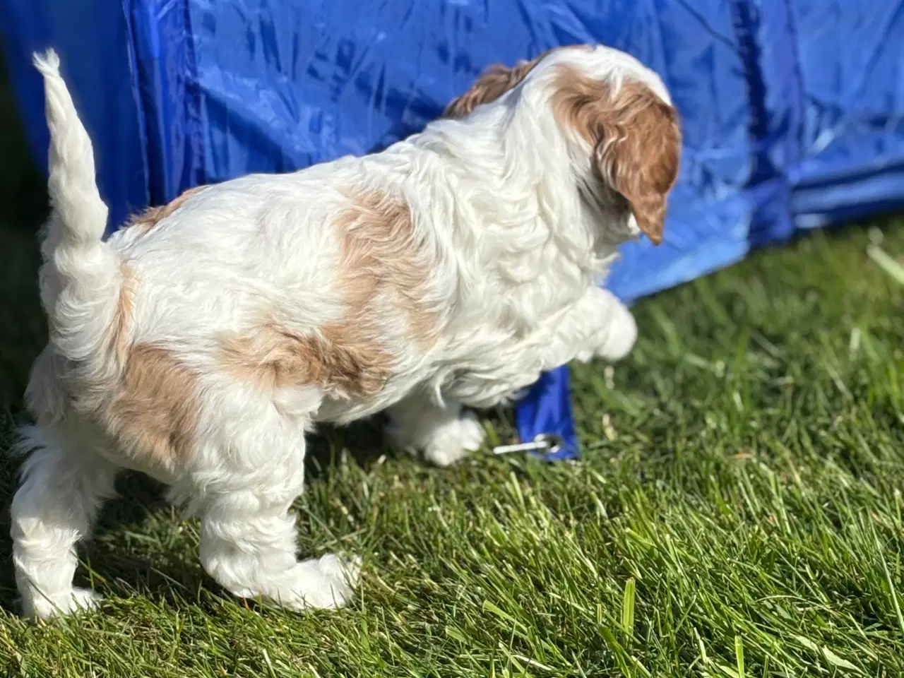 Billede 1 - Smuk Cavapoo 