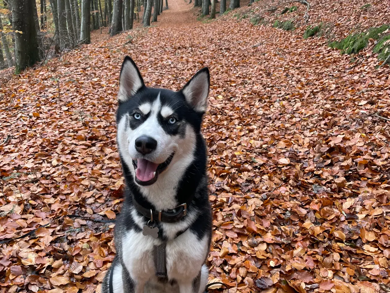 Billede 8 - Parring tilbydes - Siberian husky 