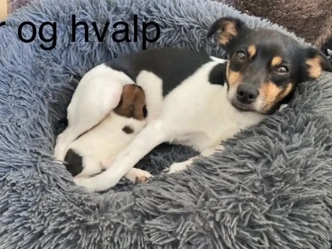Billede 5 - Dansk Svensk Gårdhund hvalp