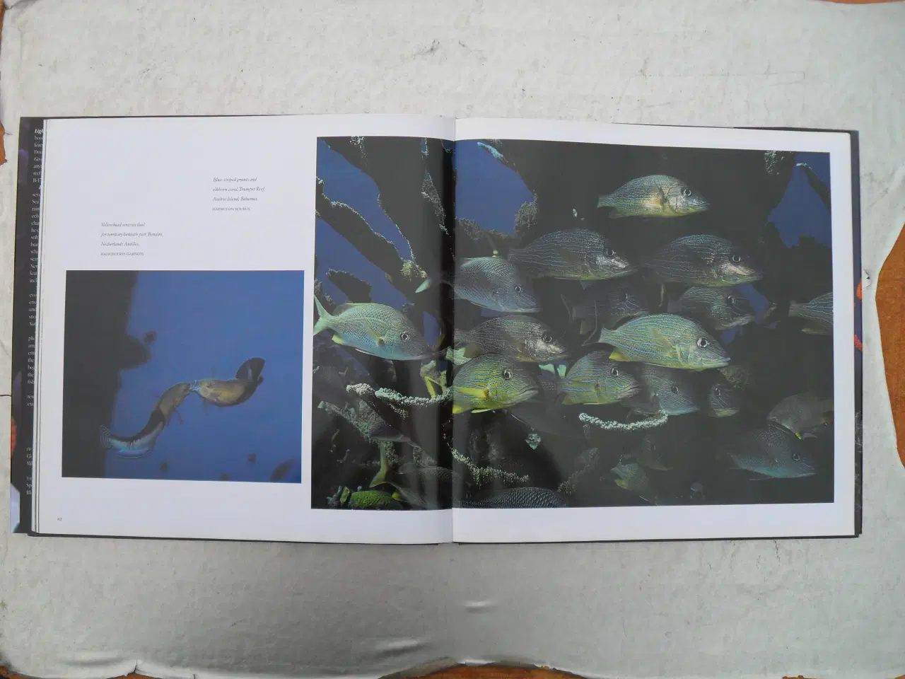 Billede 2 - light in the sea af david doubilet