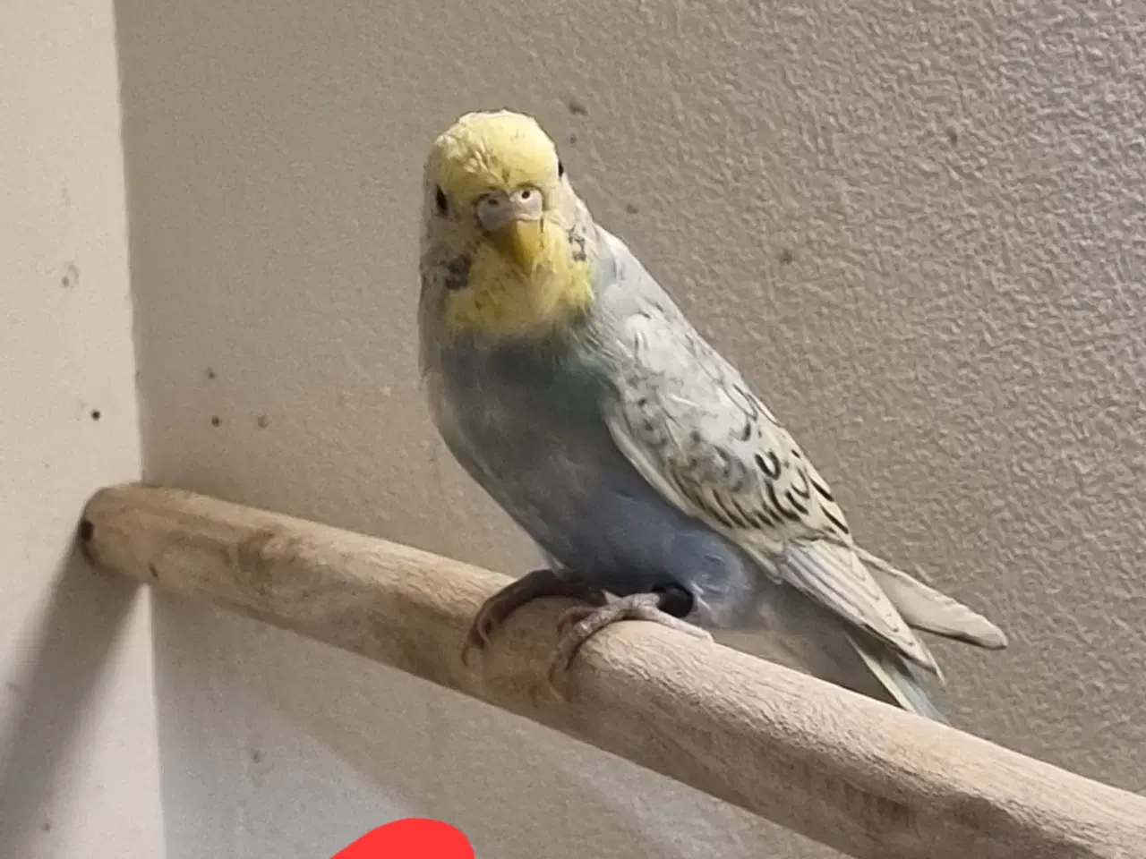 Billede 8 - Undulat unger