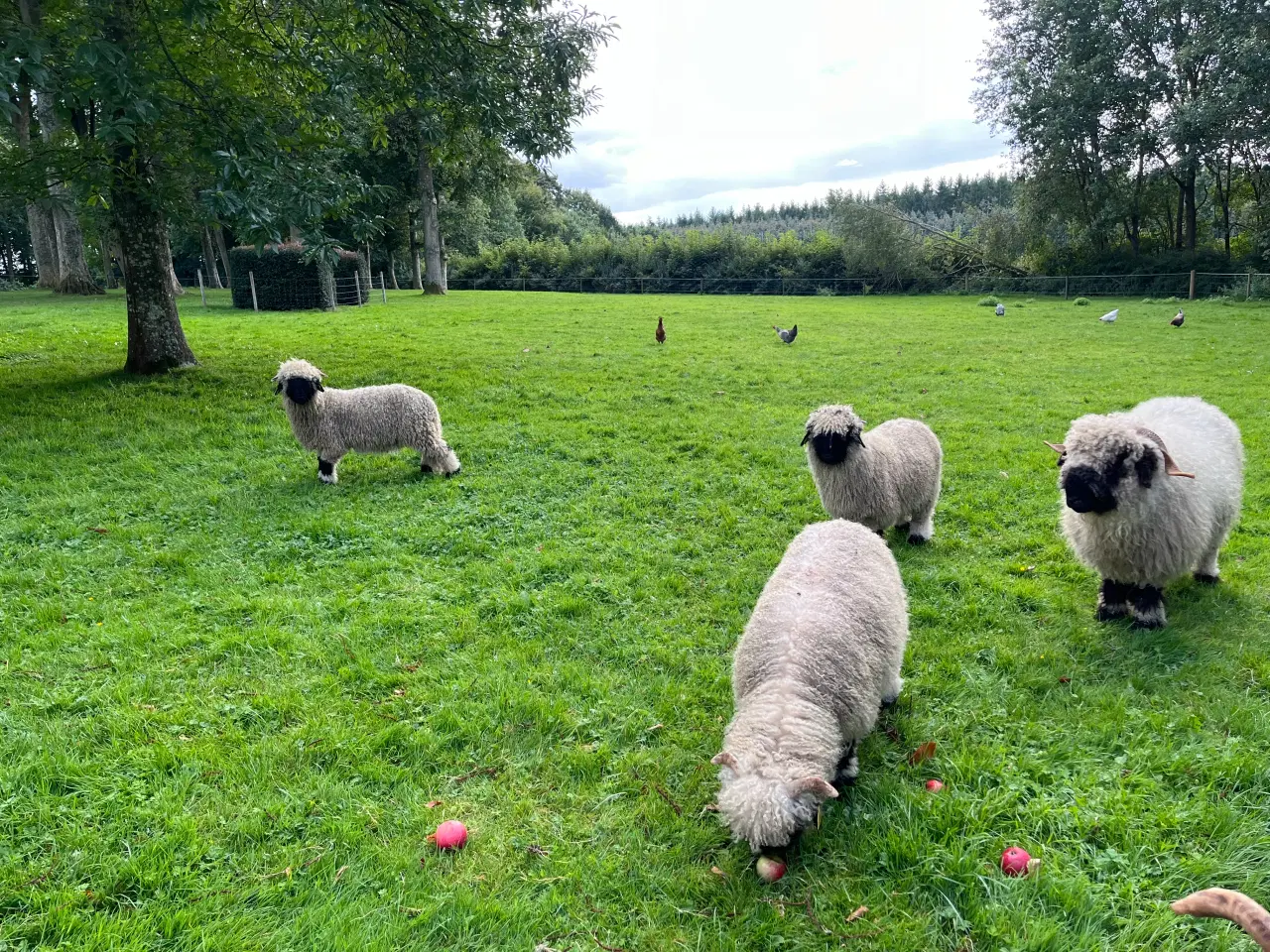 Billede 4 - Valais Blacknose 