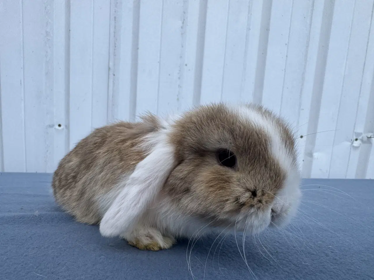 Billede 2 - Mini lop hankanin