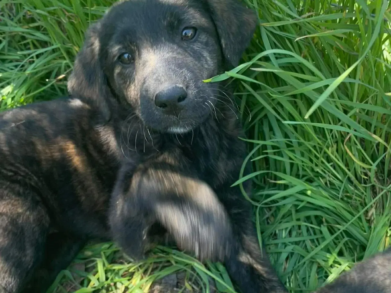 Billede 3 - Kira søger sin egen familie❤️