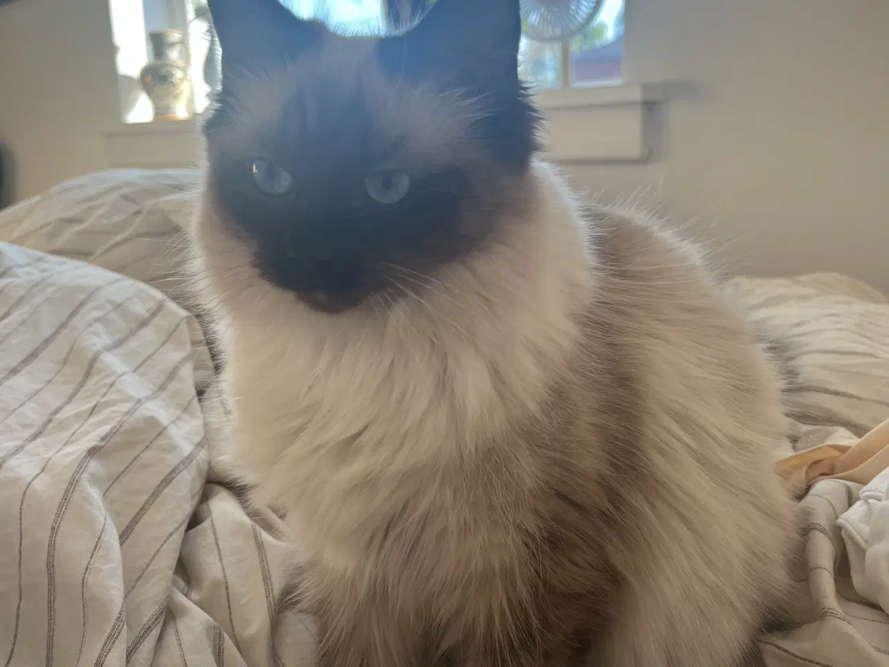 Billede 1 - Social Ragdoll, med azurblå øjne, søger nyt hjem.