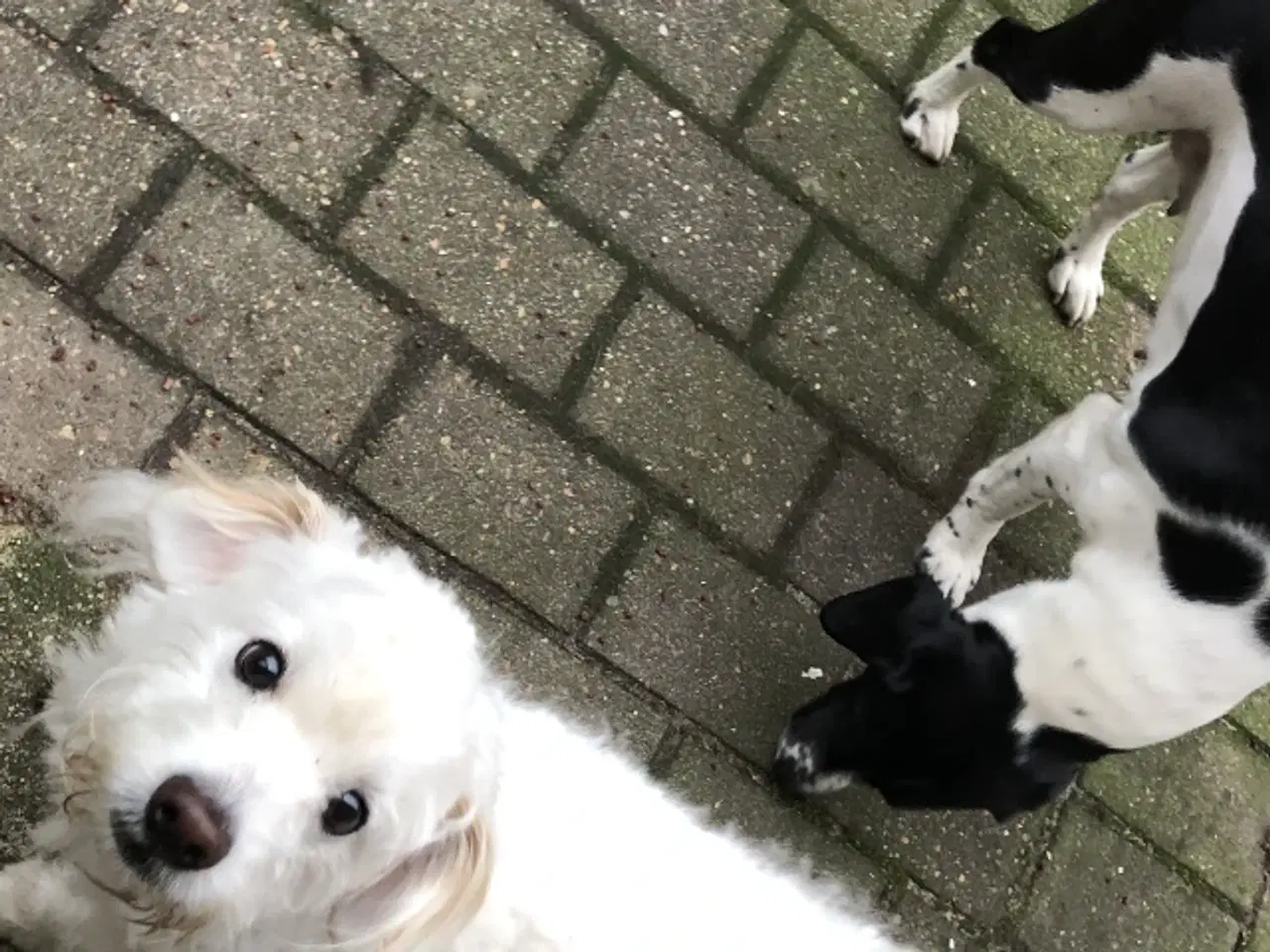 Billede 3 - Unikke blandings hundehvalpe