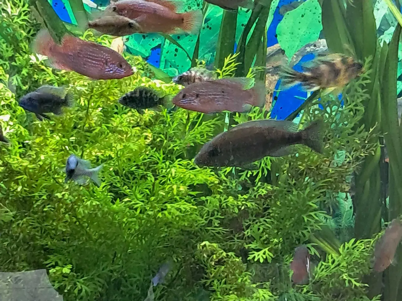 Billede 3 - Juwel chiclider