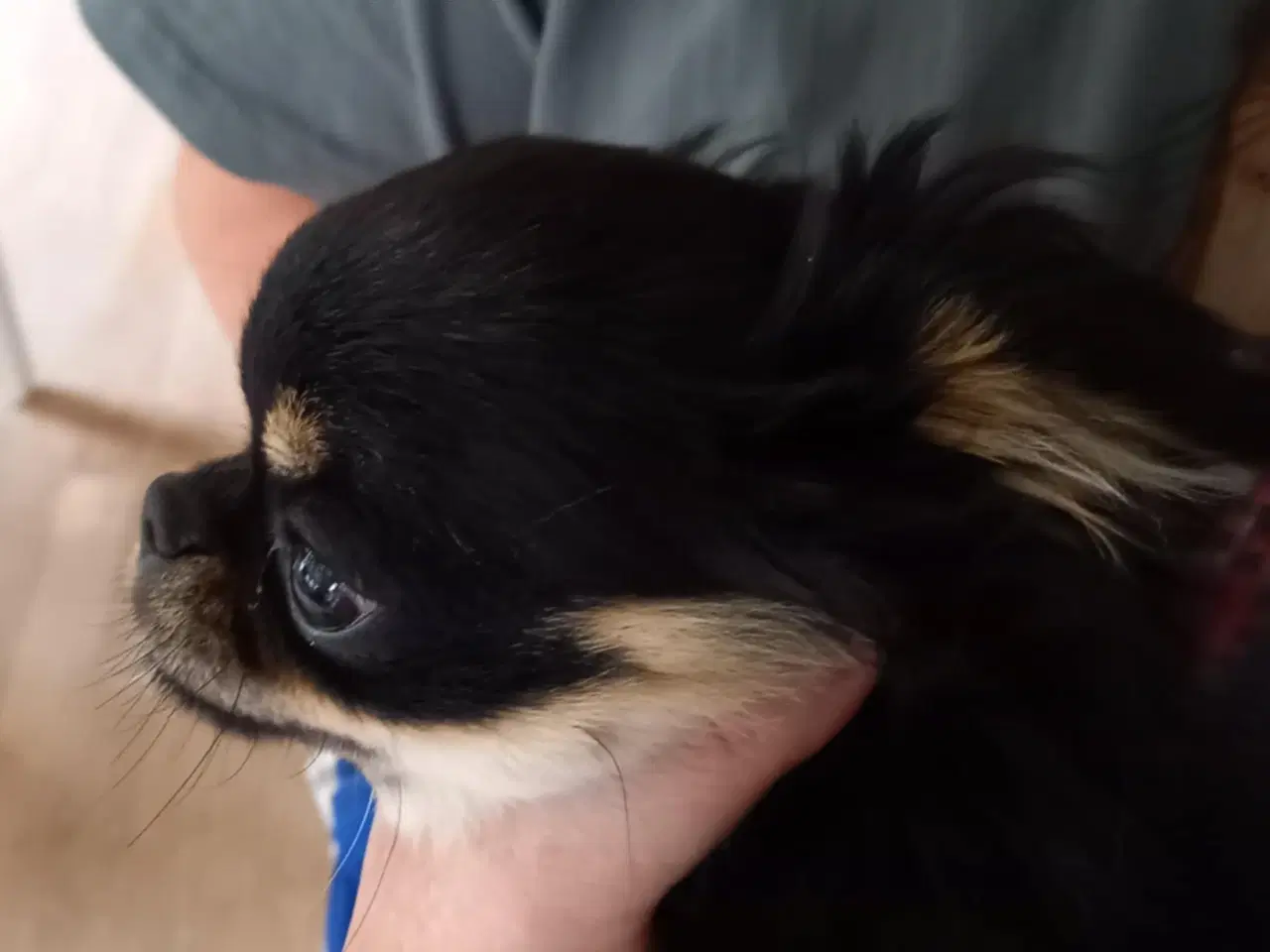 Billede 6 - Chihuahua dreng 