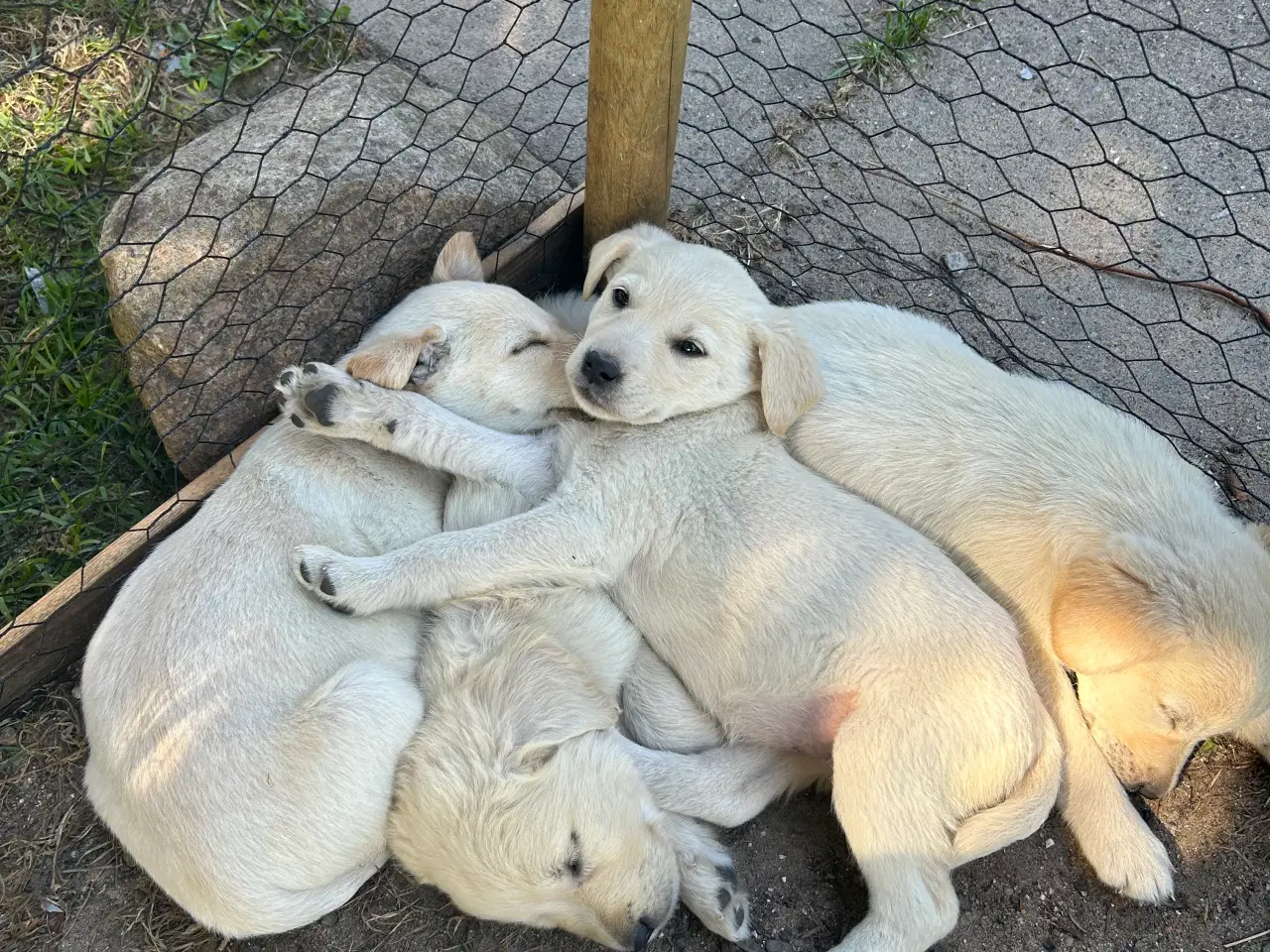 Billede 7 - Golden Retriever/Labrador hvalpe til salg