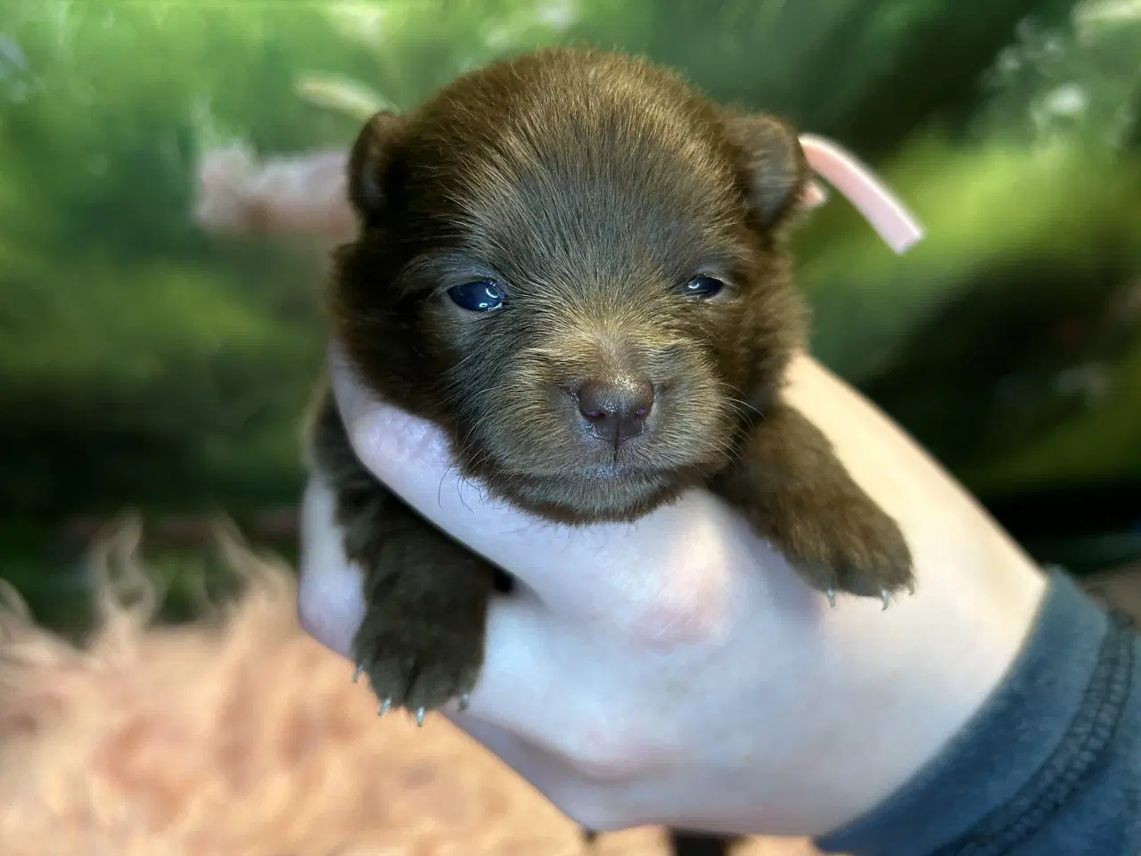 Billede 9 - Meget smukke Pomerania hvalpe 