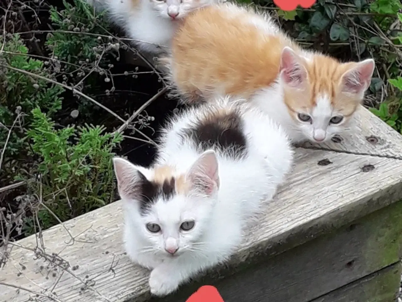 Billede 1 - Katte Killinger 