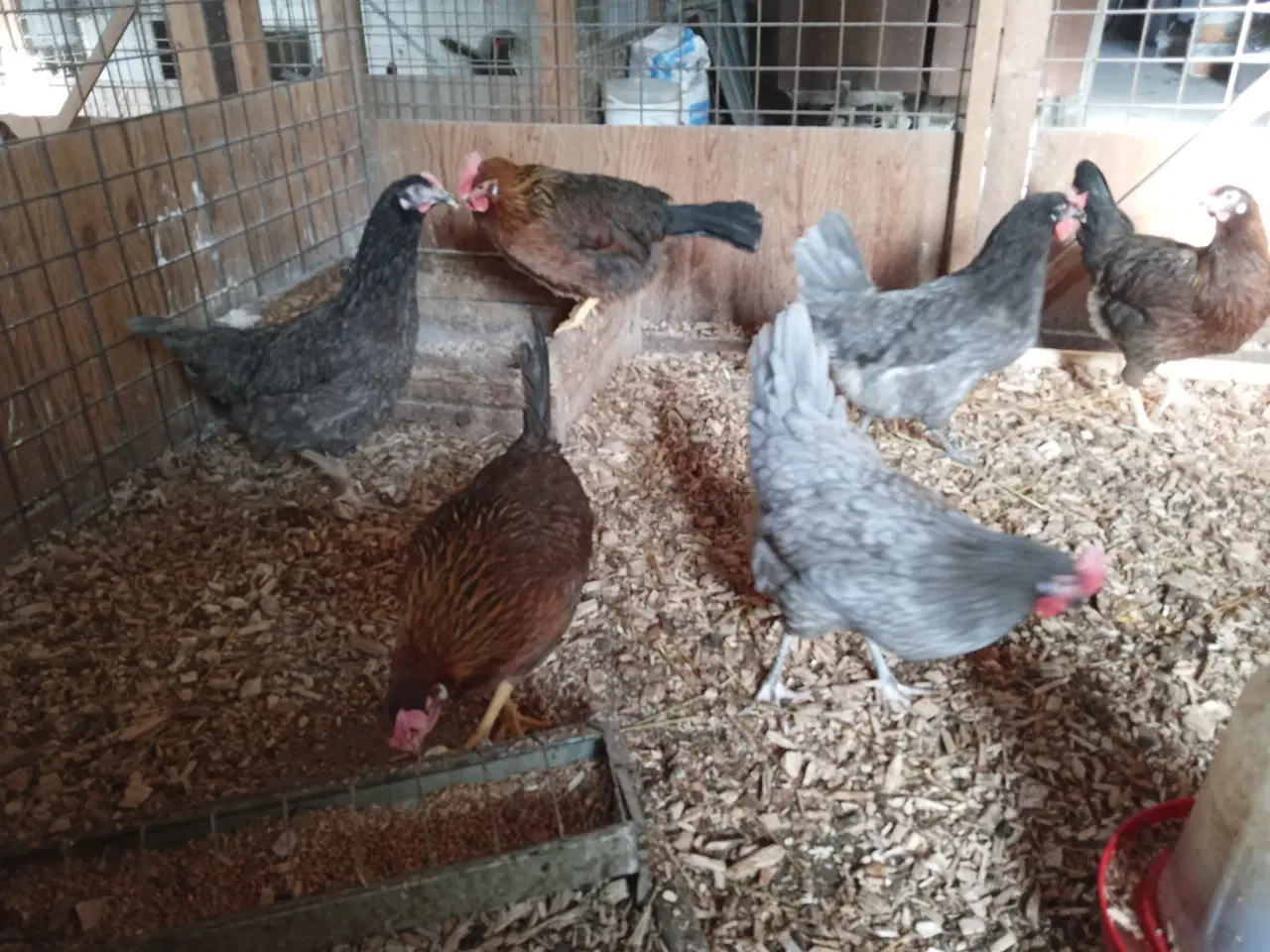 Billede 2 - Høns