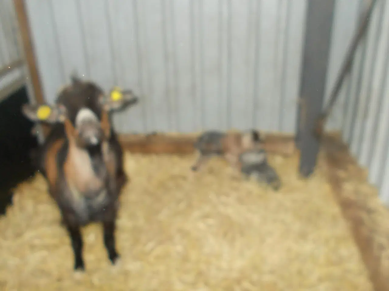 Billede 3 - afrikansk dværgged