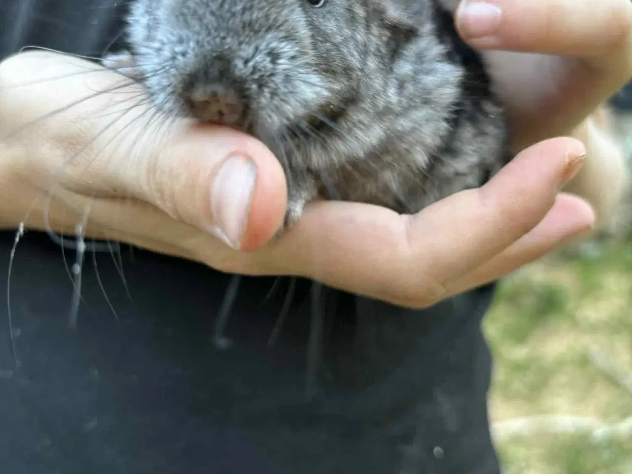 Billede 3 - Chinchilla unger