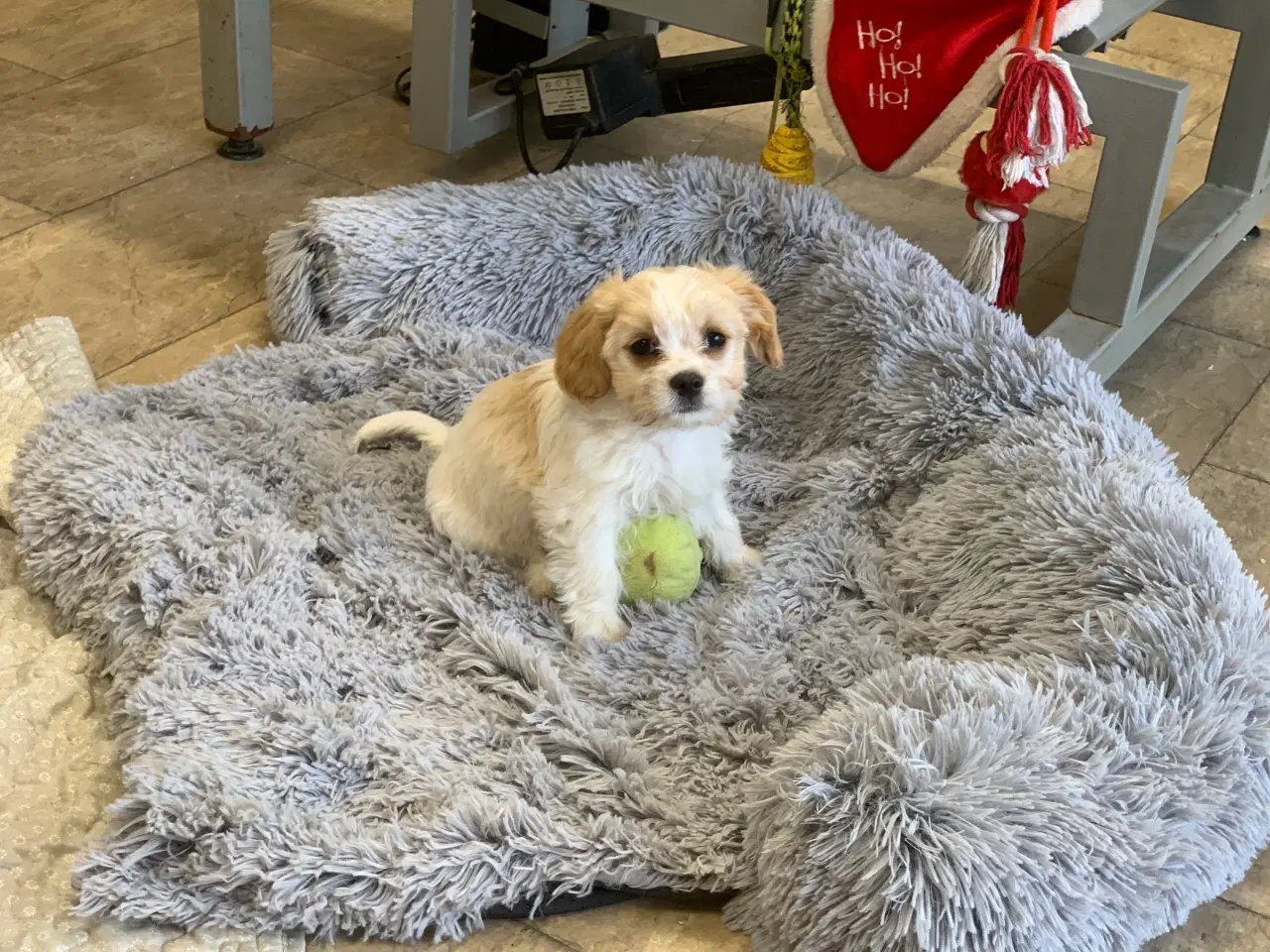 Billede 2 - Bichon / cavalier babyer 
