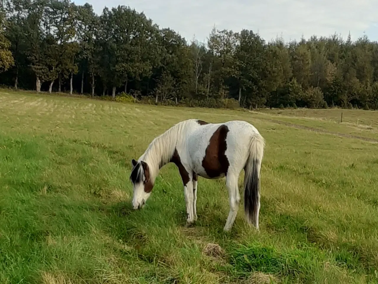 Billede 7 - Pony pinto Hingst plag 