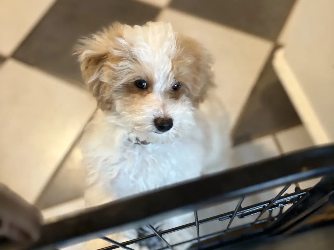 Billede 20 - HAVAPOO HVALPE-REJSEKLARE NU!