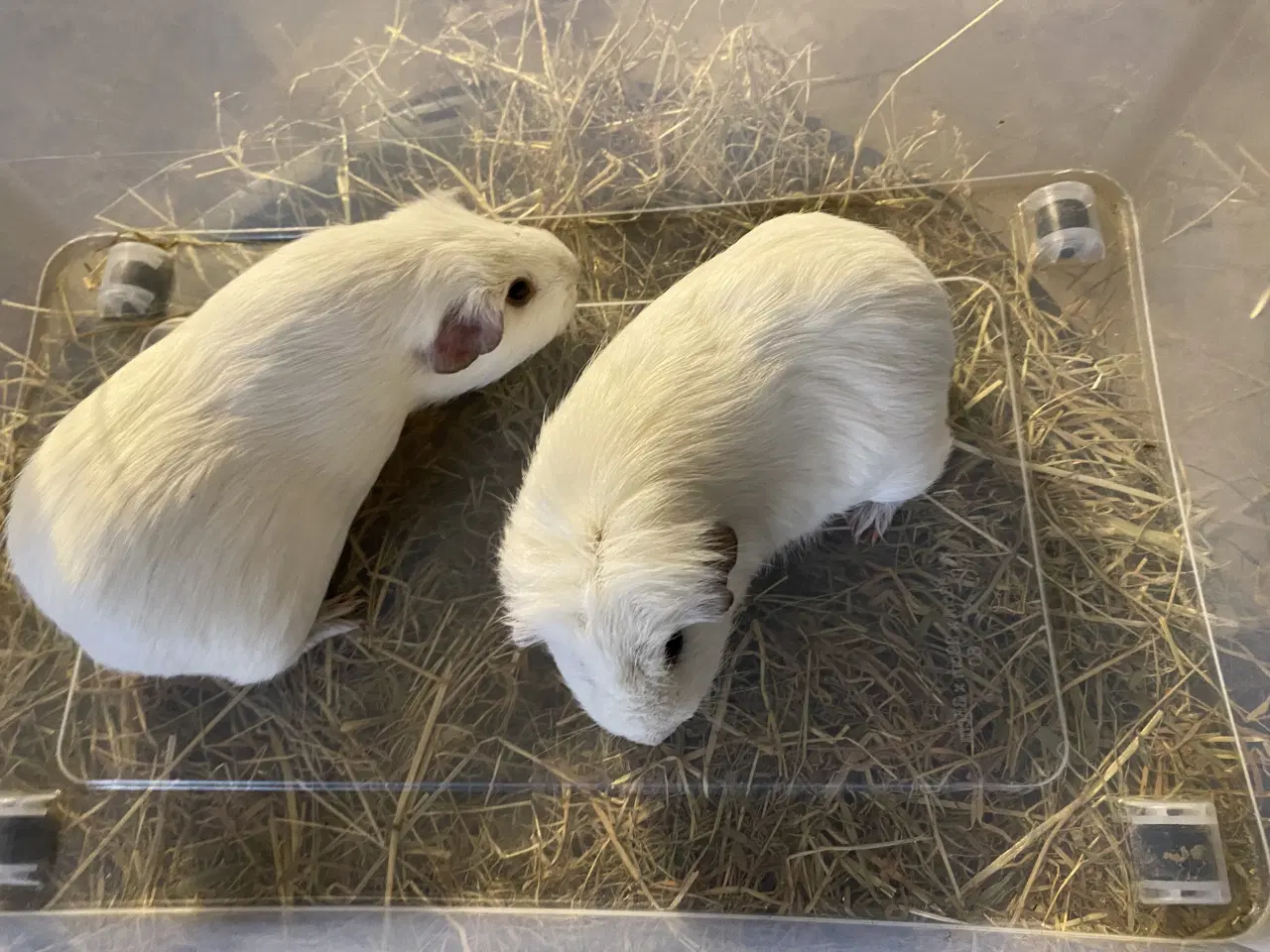 Billede 2 - Marsvin hunner sælges