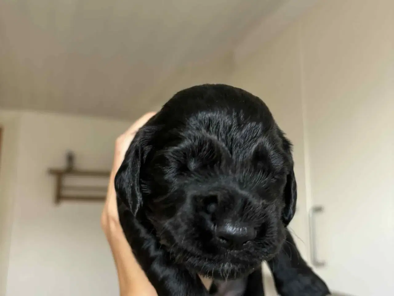Billede 9 - Ft. Cocker spaniel hvalpe