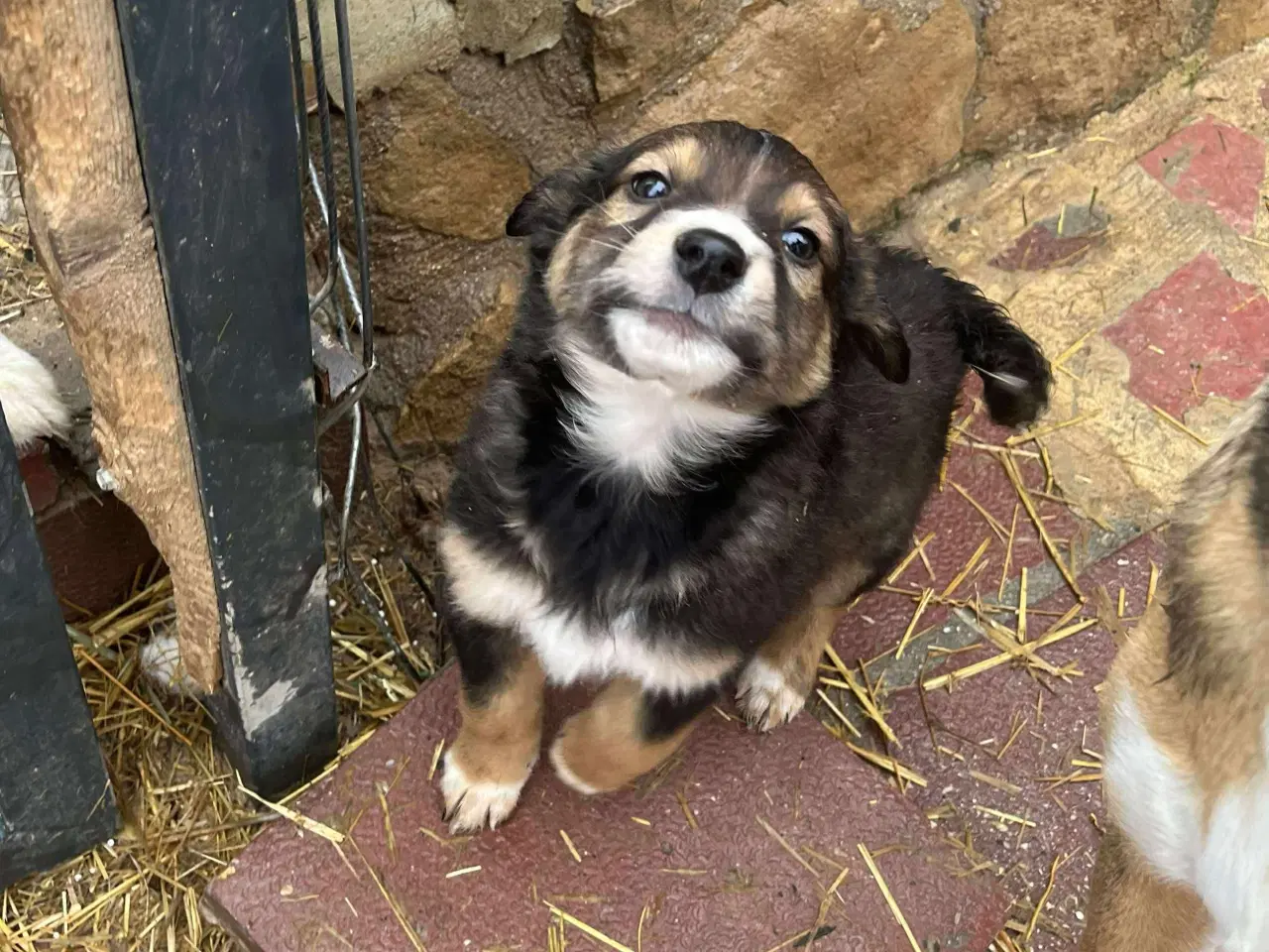 Billede 2 - Mio søger sin egen familie💙