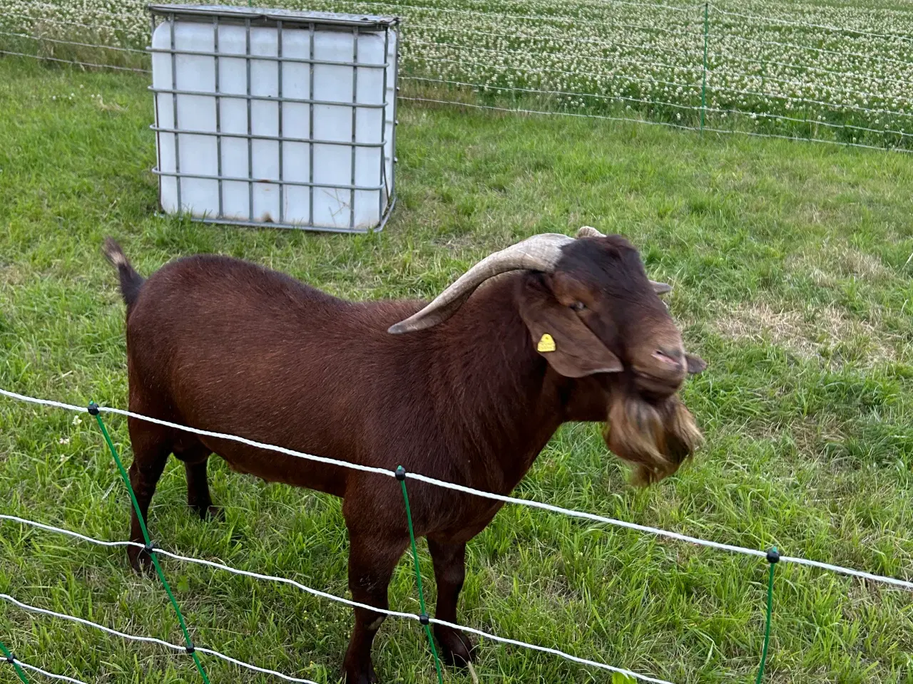 Billede 1 - Boerged 