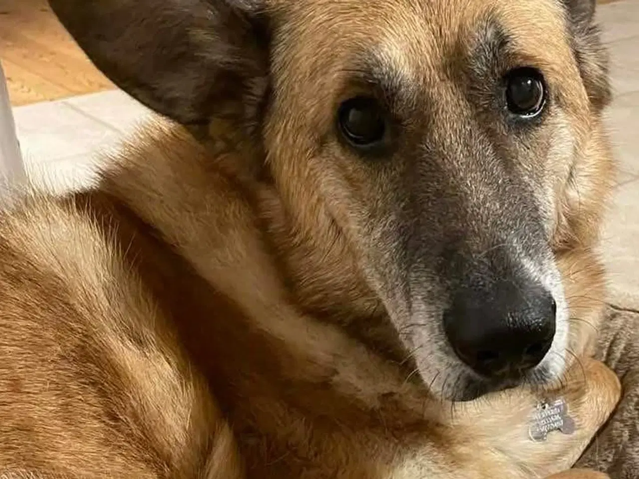 Billede 1 - Sara søger sit otium