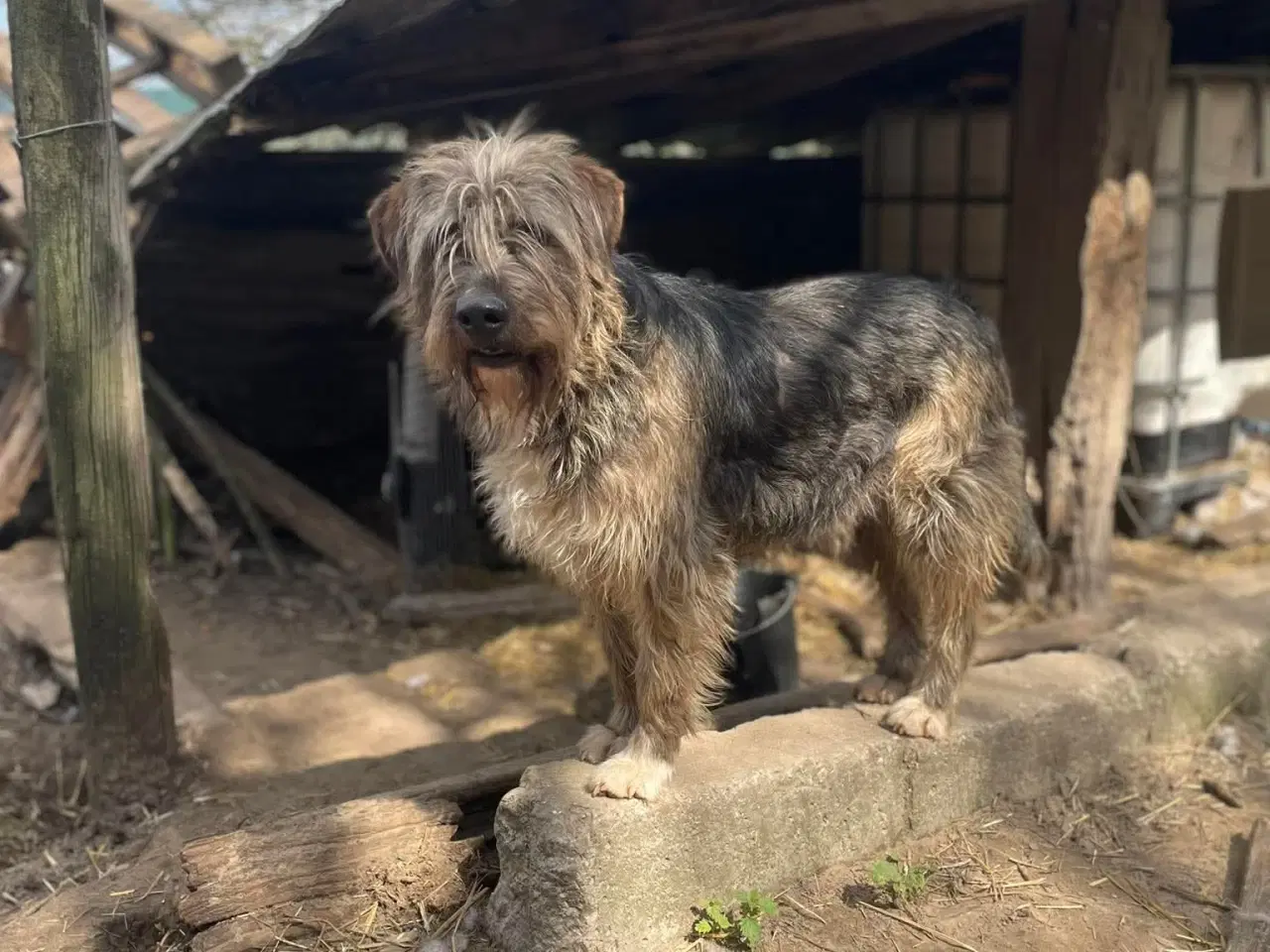 Billede 2 - Milde J. Bieber søger et hjem 