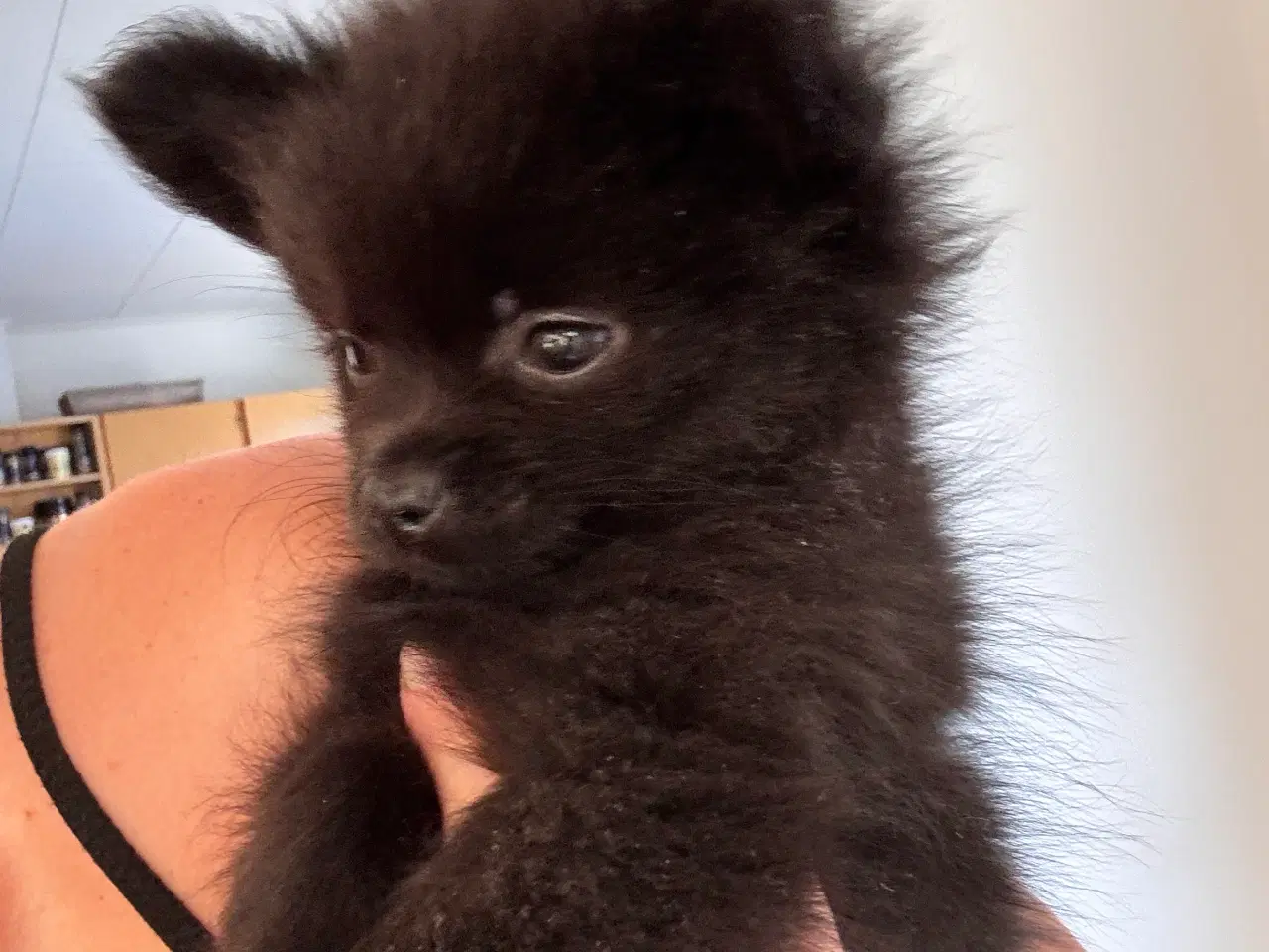 Billede 2 - Pomchi hvalp 