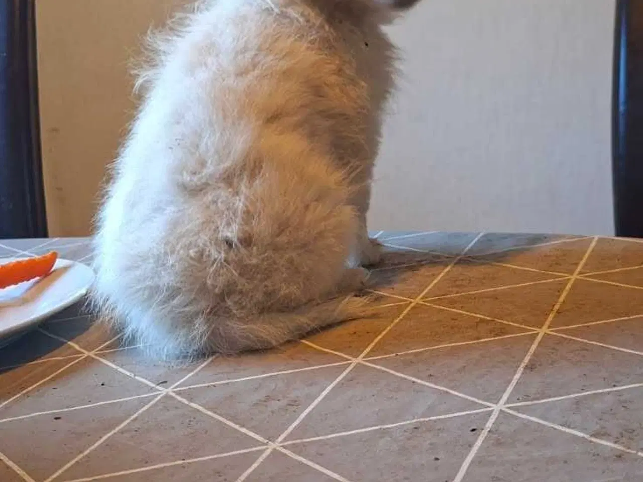 Billede 3 - Pomchi hvalpe