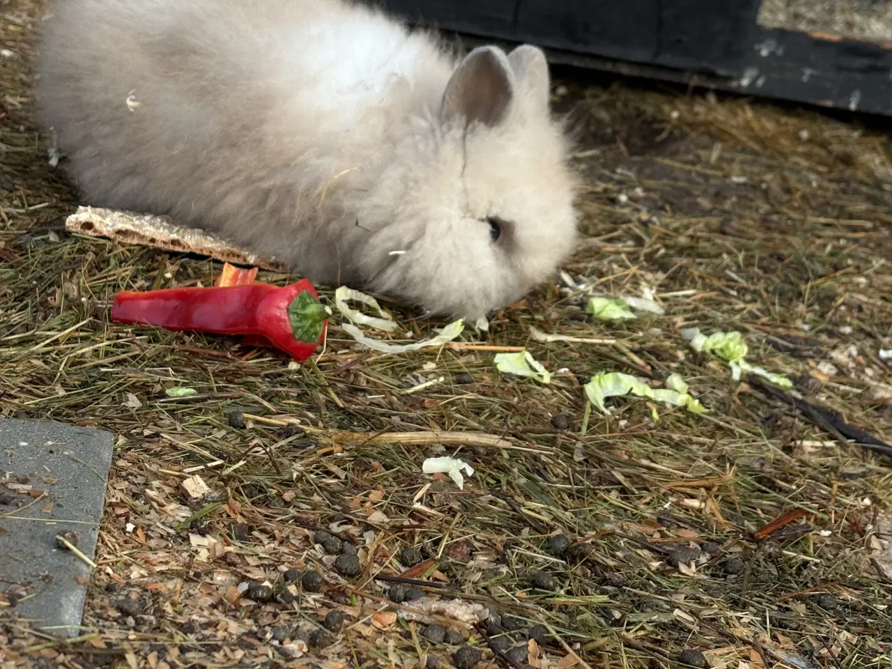 Billede 2 - Løvehoved Han Kanin Sælges