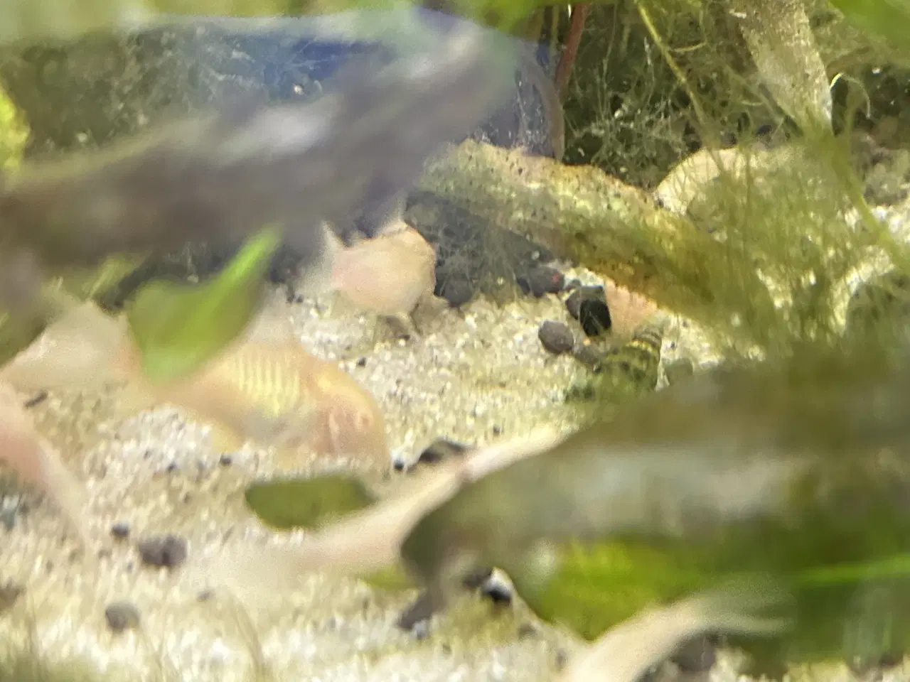 Billede 3 - 🐟 Albino pansermaller – 3-4 cm Premium | Viby J