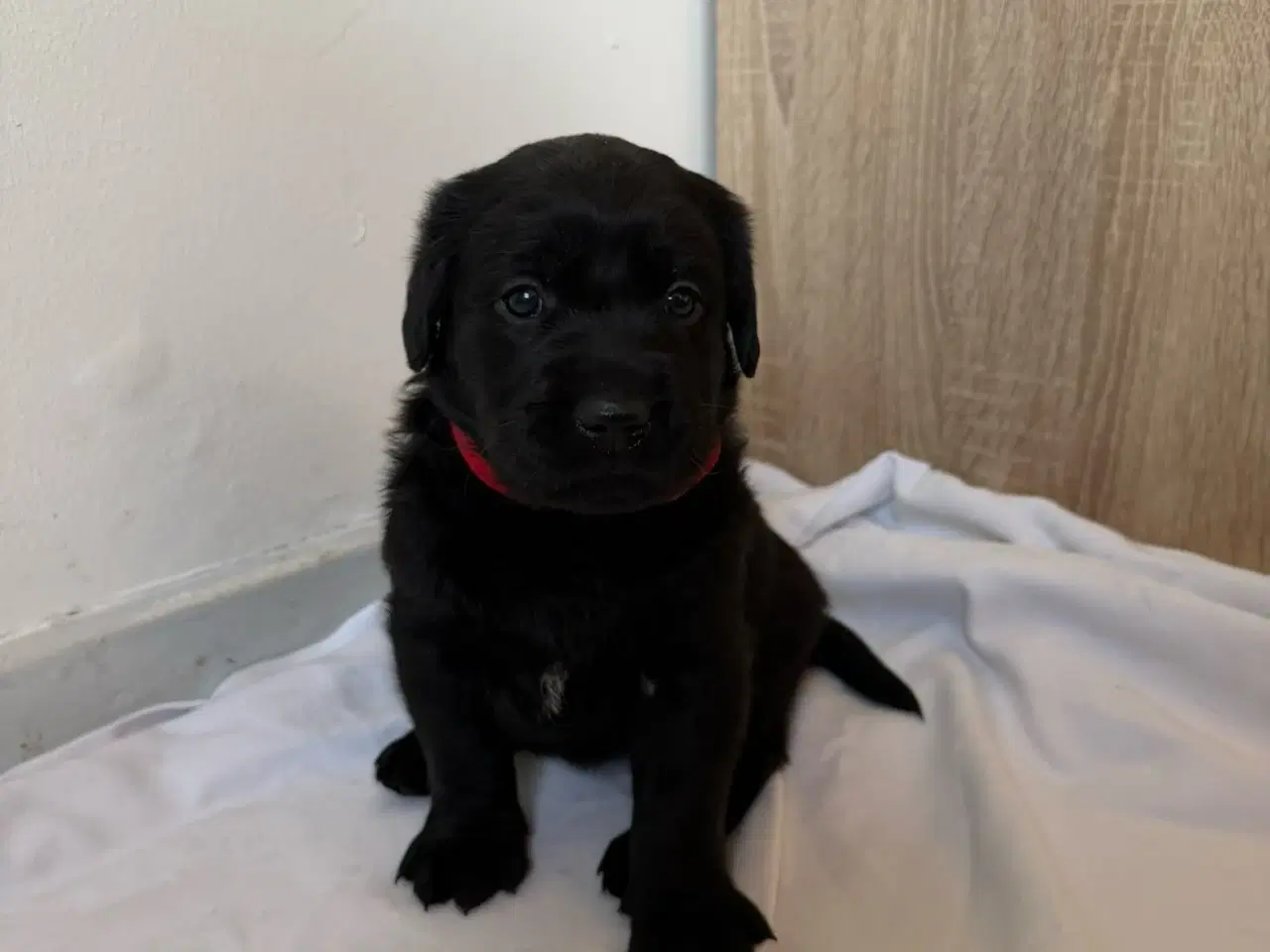 Billede 1 - Dejlige hvalpe.1 dreng tilbage.
