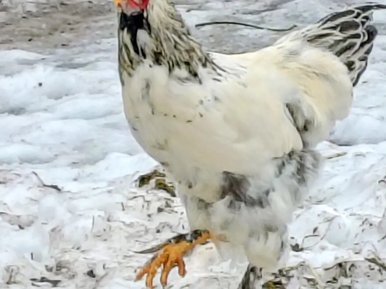 Billede 2 - Brahma høns/Haner