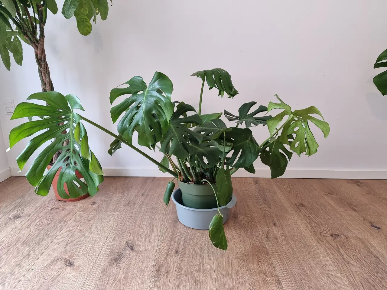 Billede 1 - Gratis Stueplante - Monstera