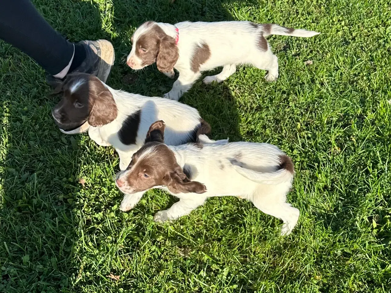 Billede 1 - Springer Spaniel hvalpe