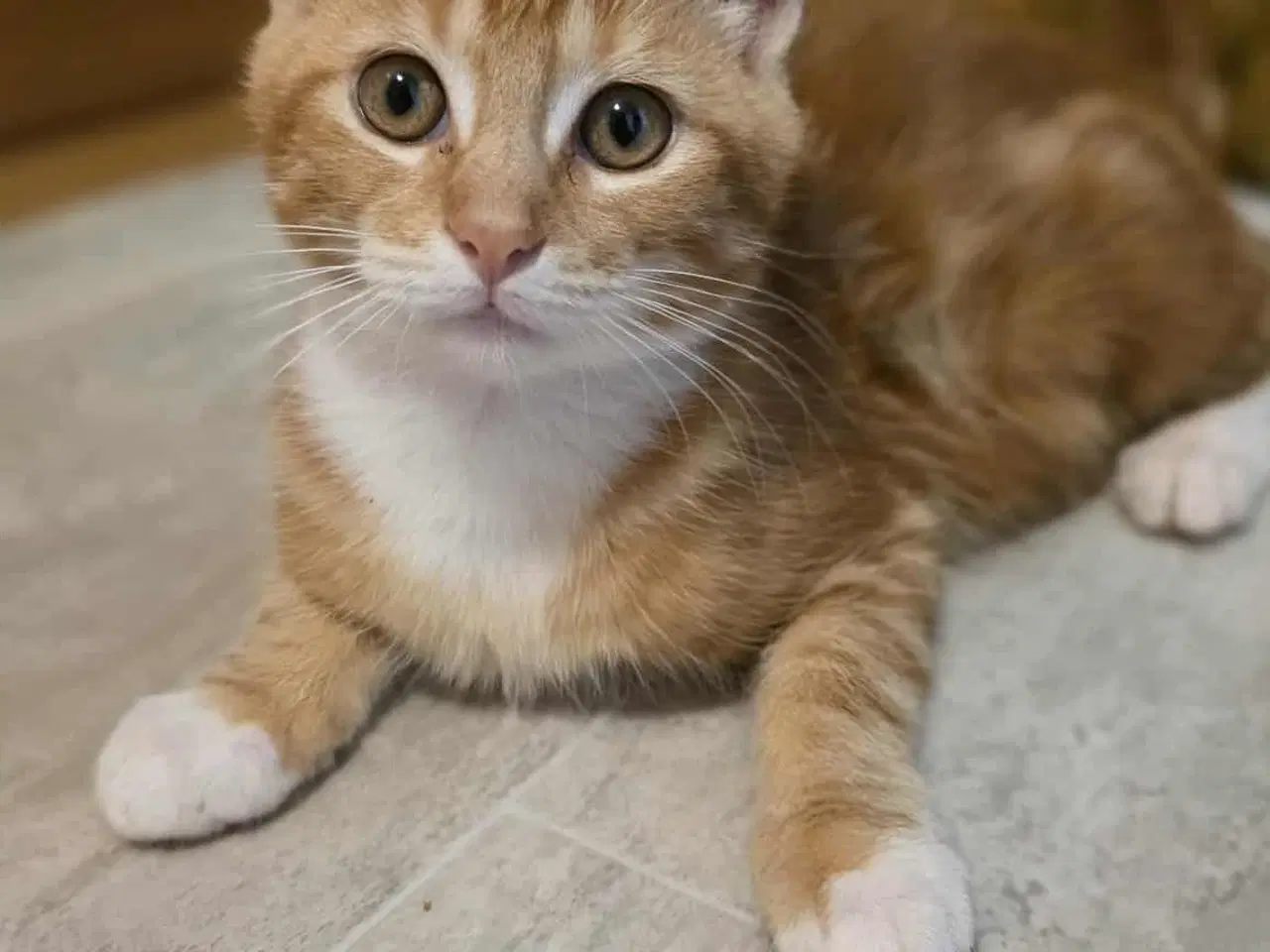 Billede 6 - Maine coon blanding 