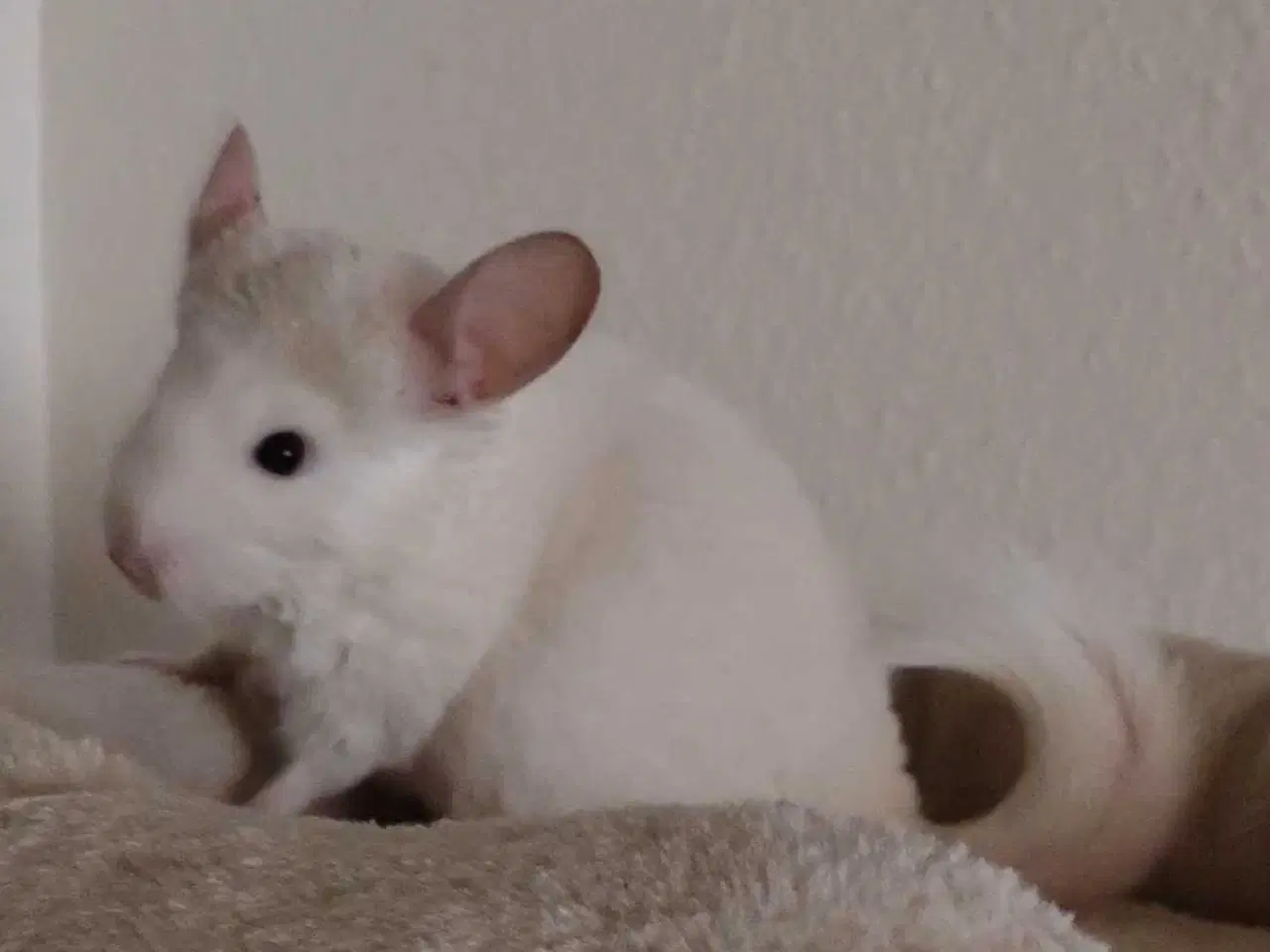 Billede 1 - Tam Chinchilla unge❤️ mor kan Tilkøbes❤️