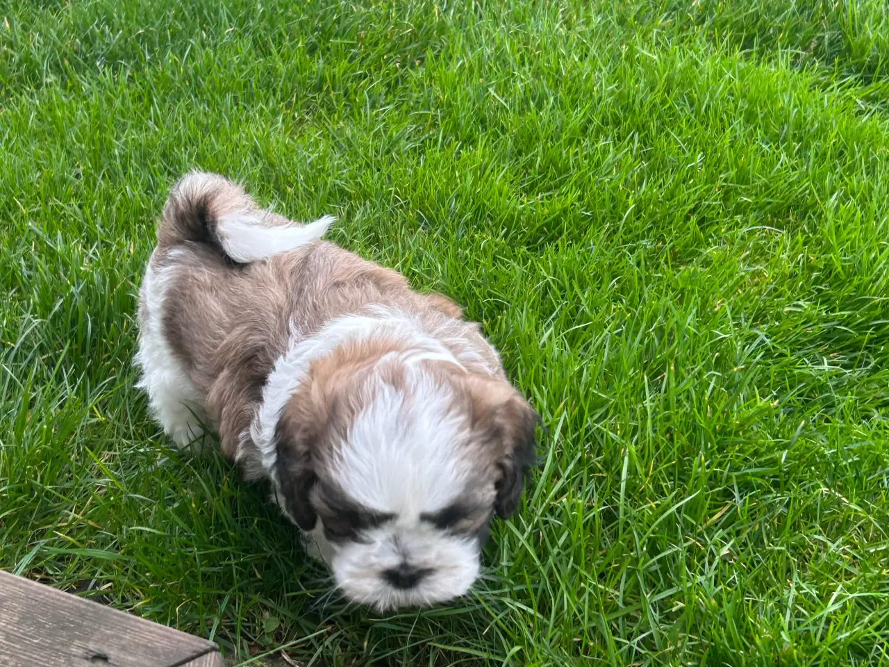 Billede 7 - Shih Tzu/Bicon Havanais hvalpe