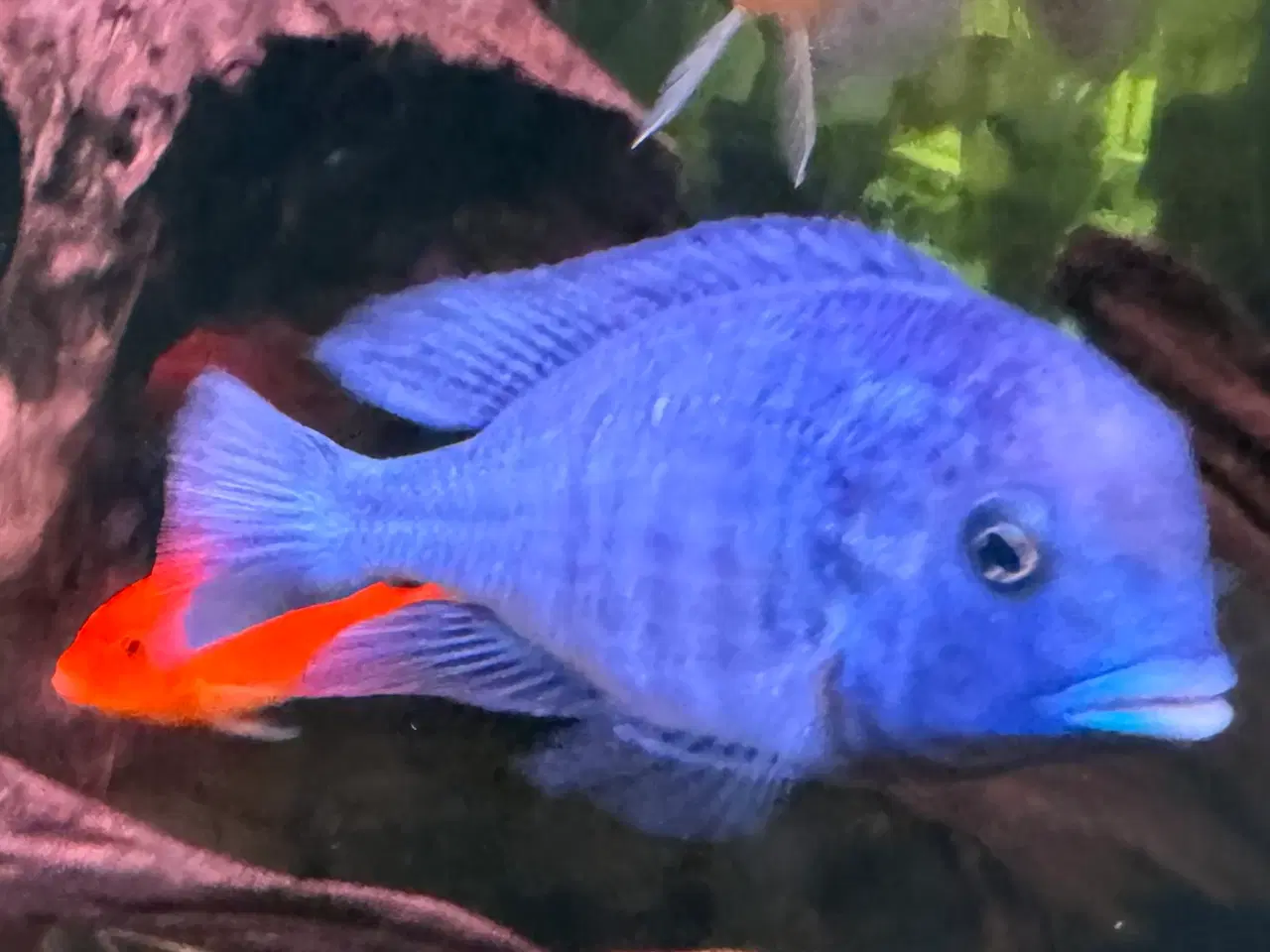 Billede 2 - malawi cichlider Blå delfin flotte blå fisk. 