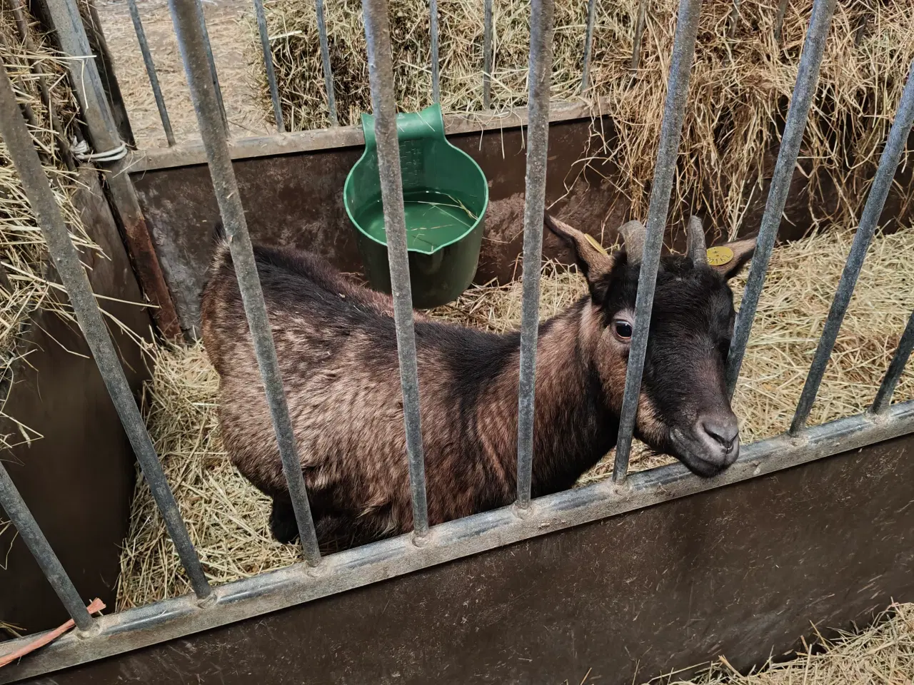 Billede 1 - Drægtig meget tyk gedemor