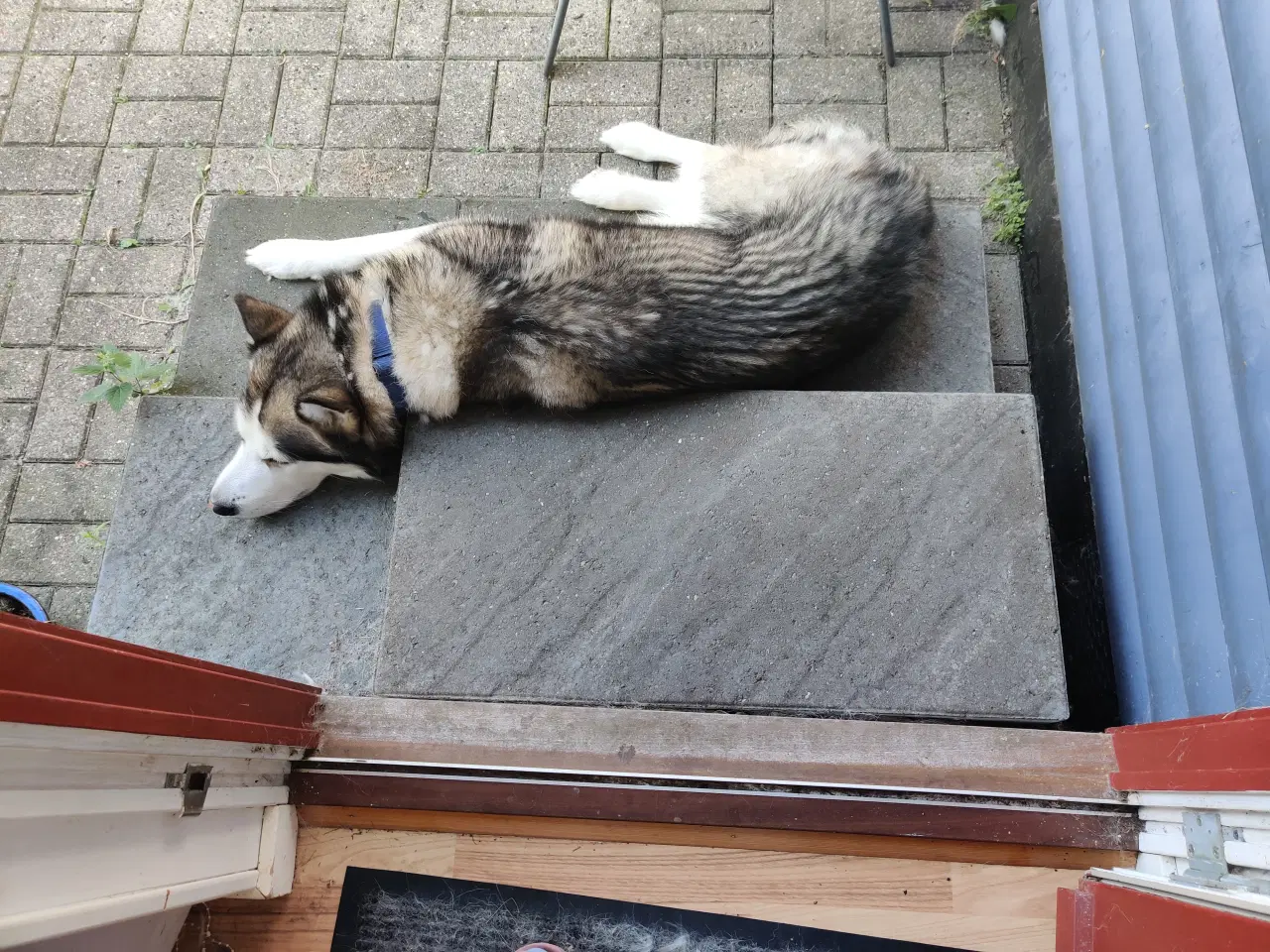 Billede 8 - 2 Slædehunde sælges