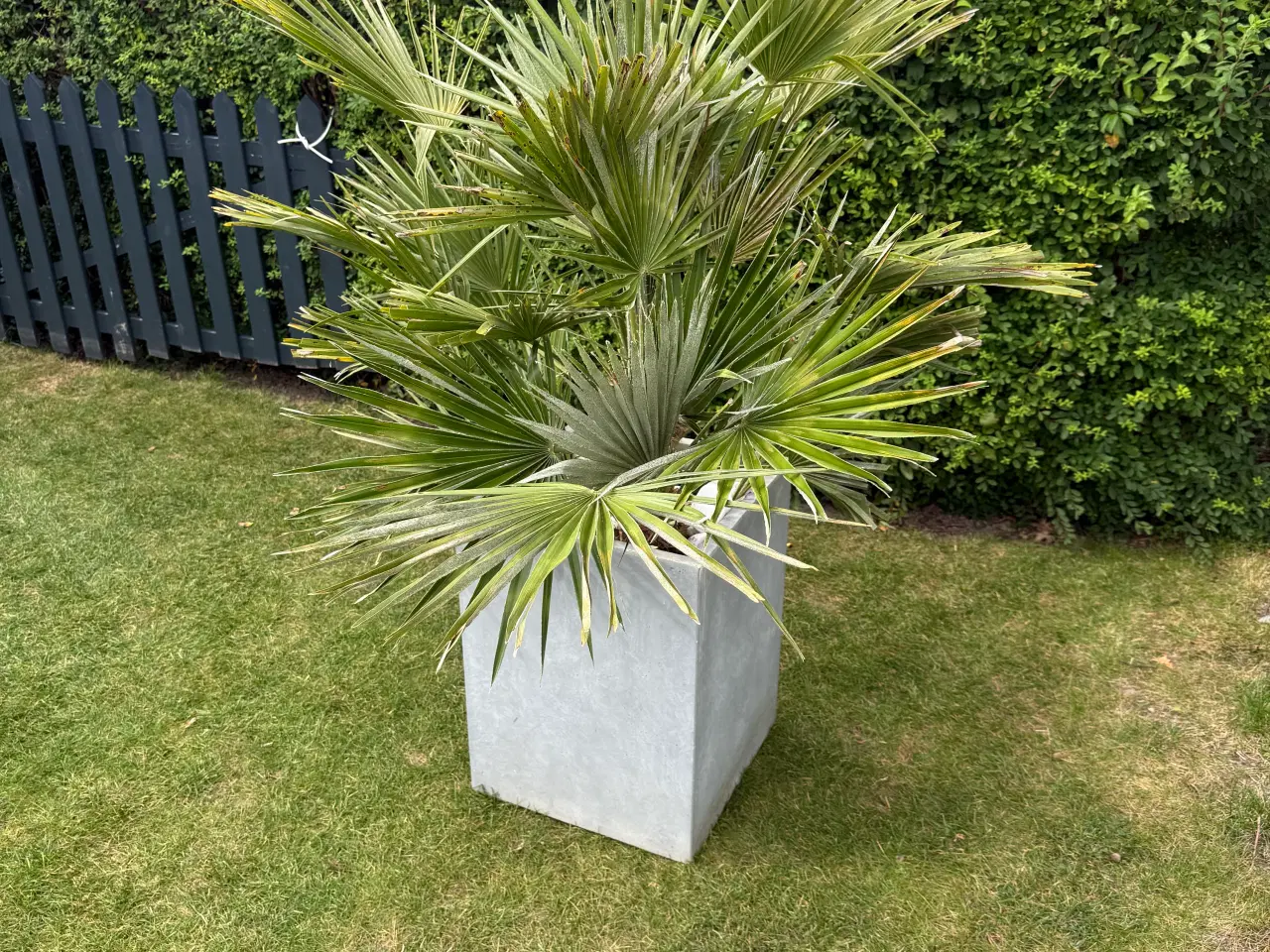 Billede 5 - Europæisk Dværgpalme - Chamaerops humilis