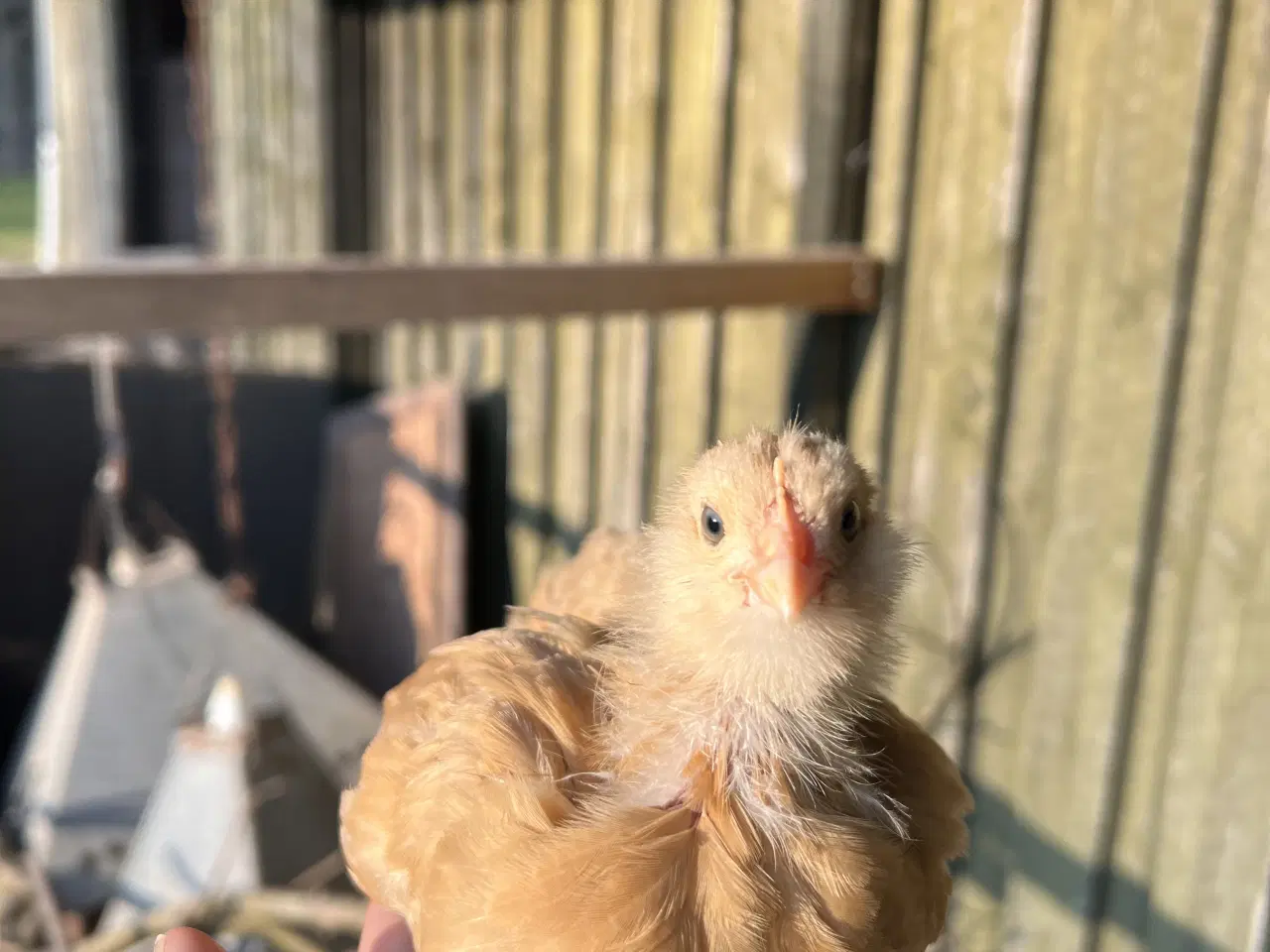 Billede 2 - Kyllinger i forskellige aldre