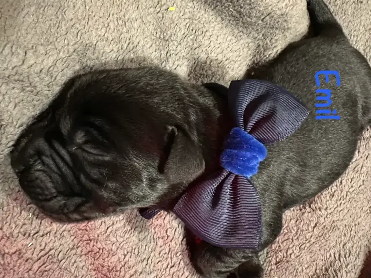Billede 14 - Lækre Labrador Hvalpe Basser😍 til salg 