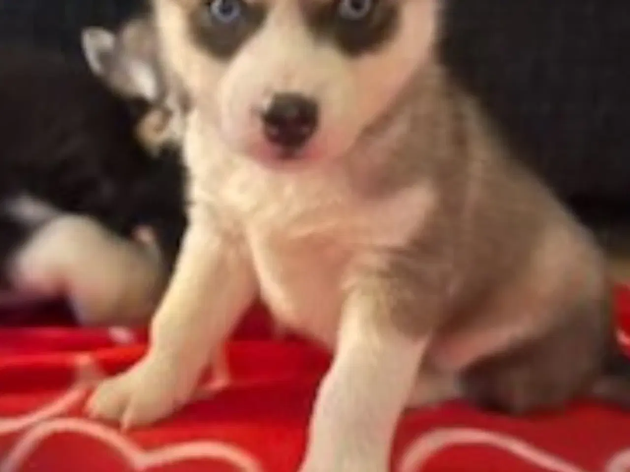Billede 3 - Husky hvalpe sælges.