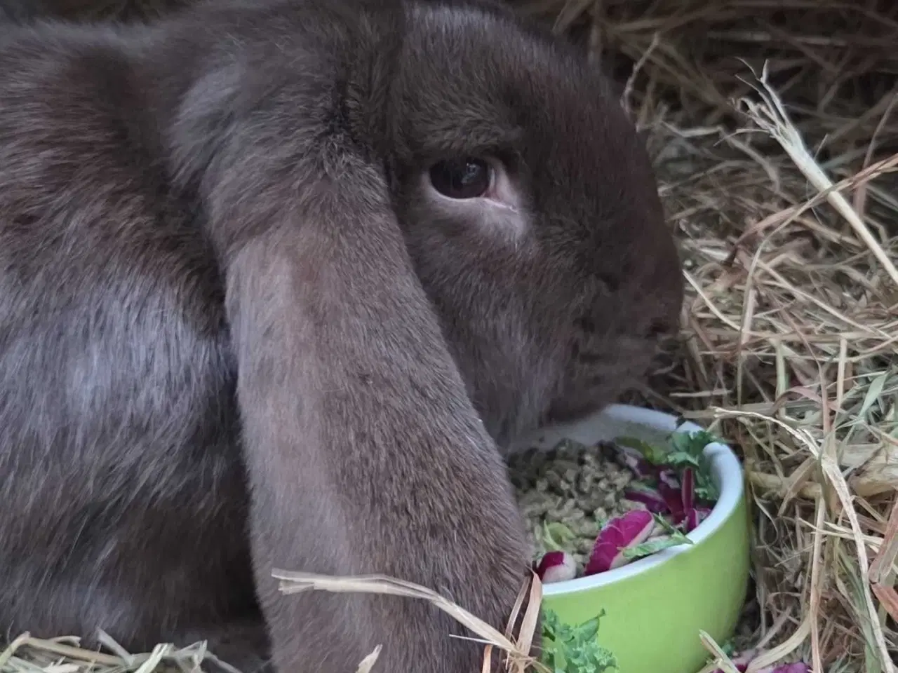 Billede 2 - Fransk vædder han