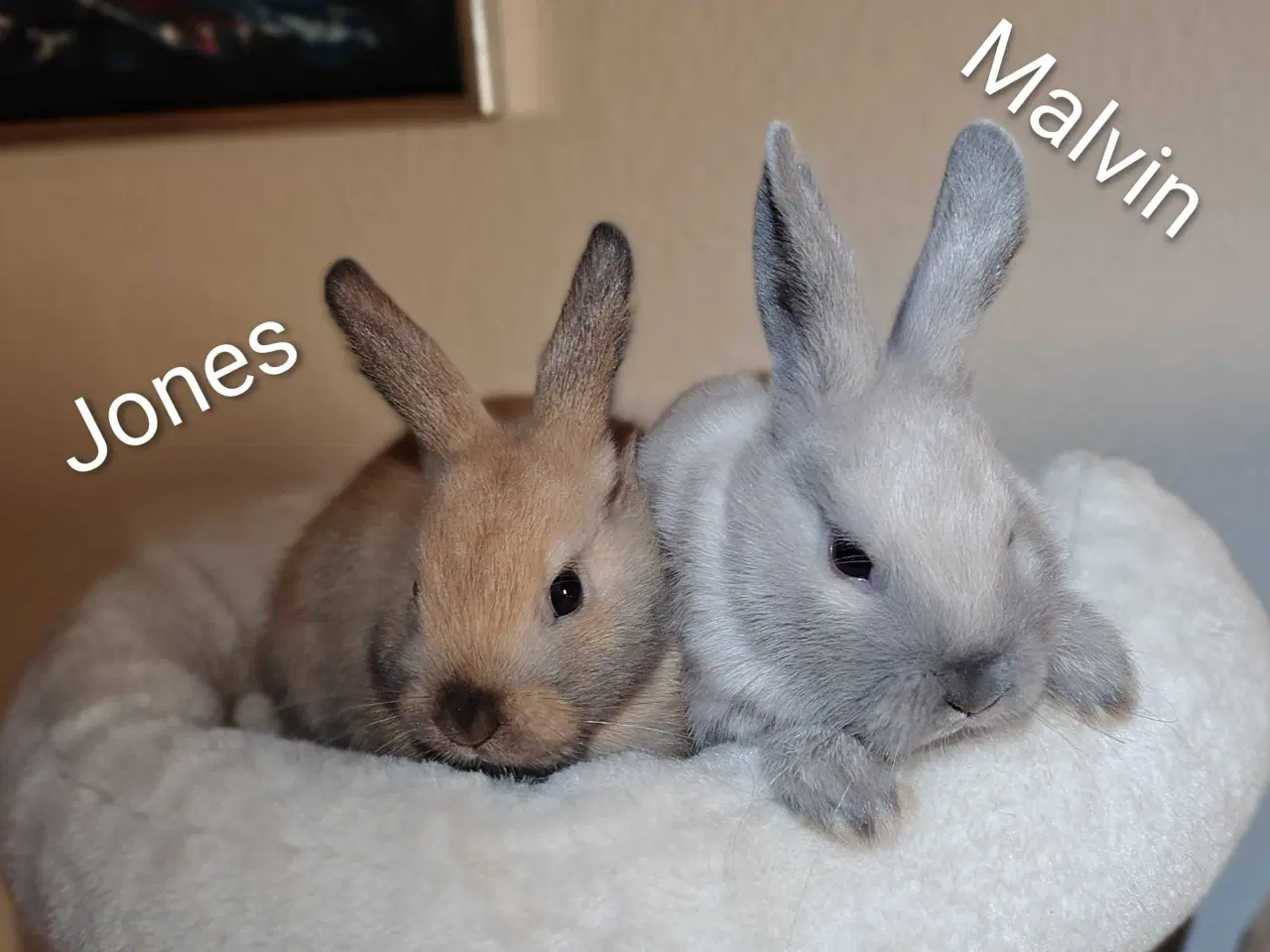 Billede 1 - Indendøres Fri-Kaniner 🐰🪻