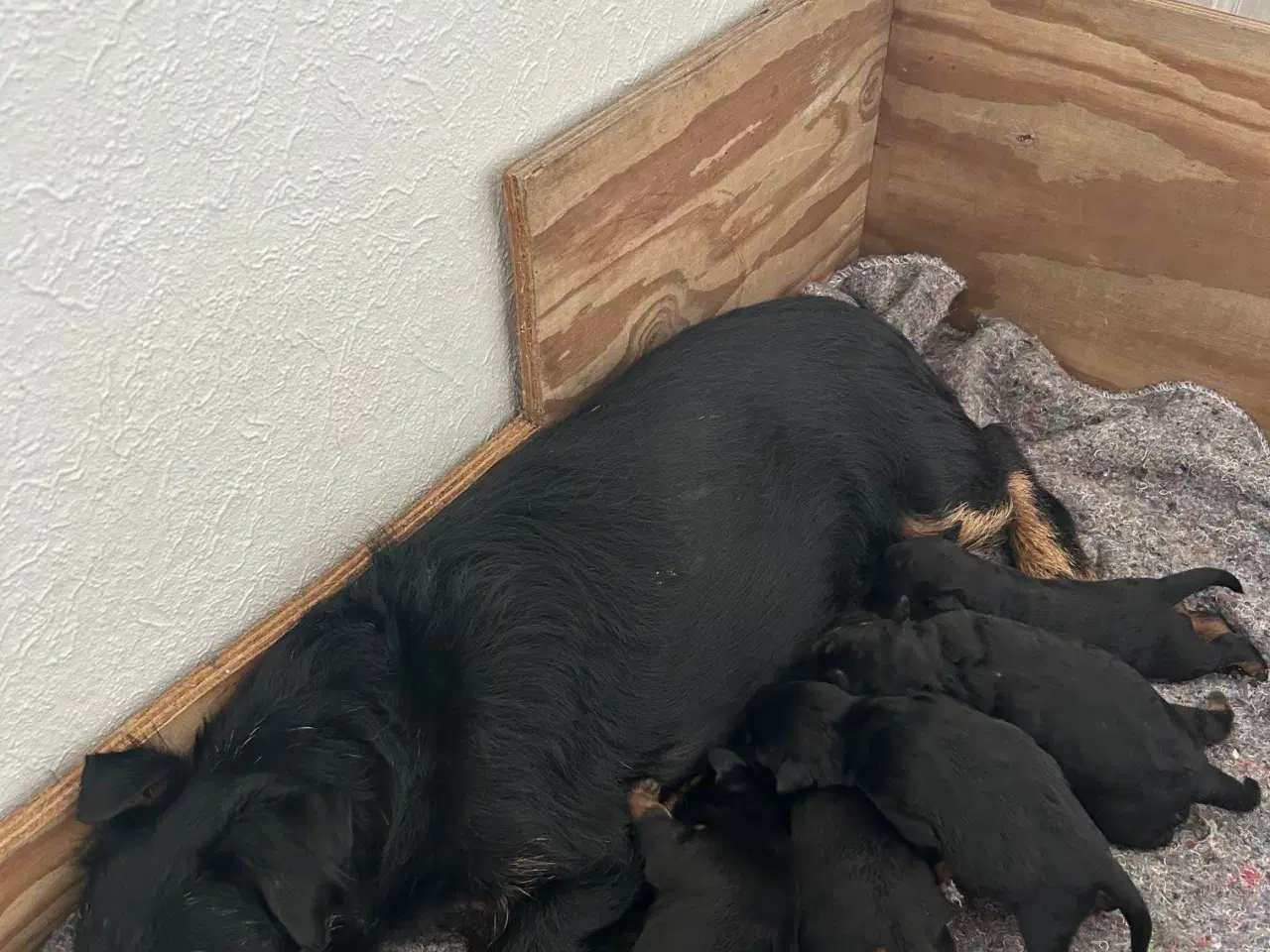 Billede 3 - Tysk jagtterrier hvalpe