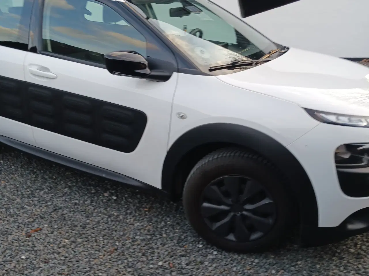 Billede 1 - Fin cactus 