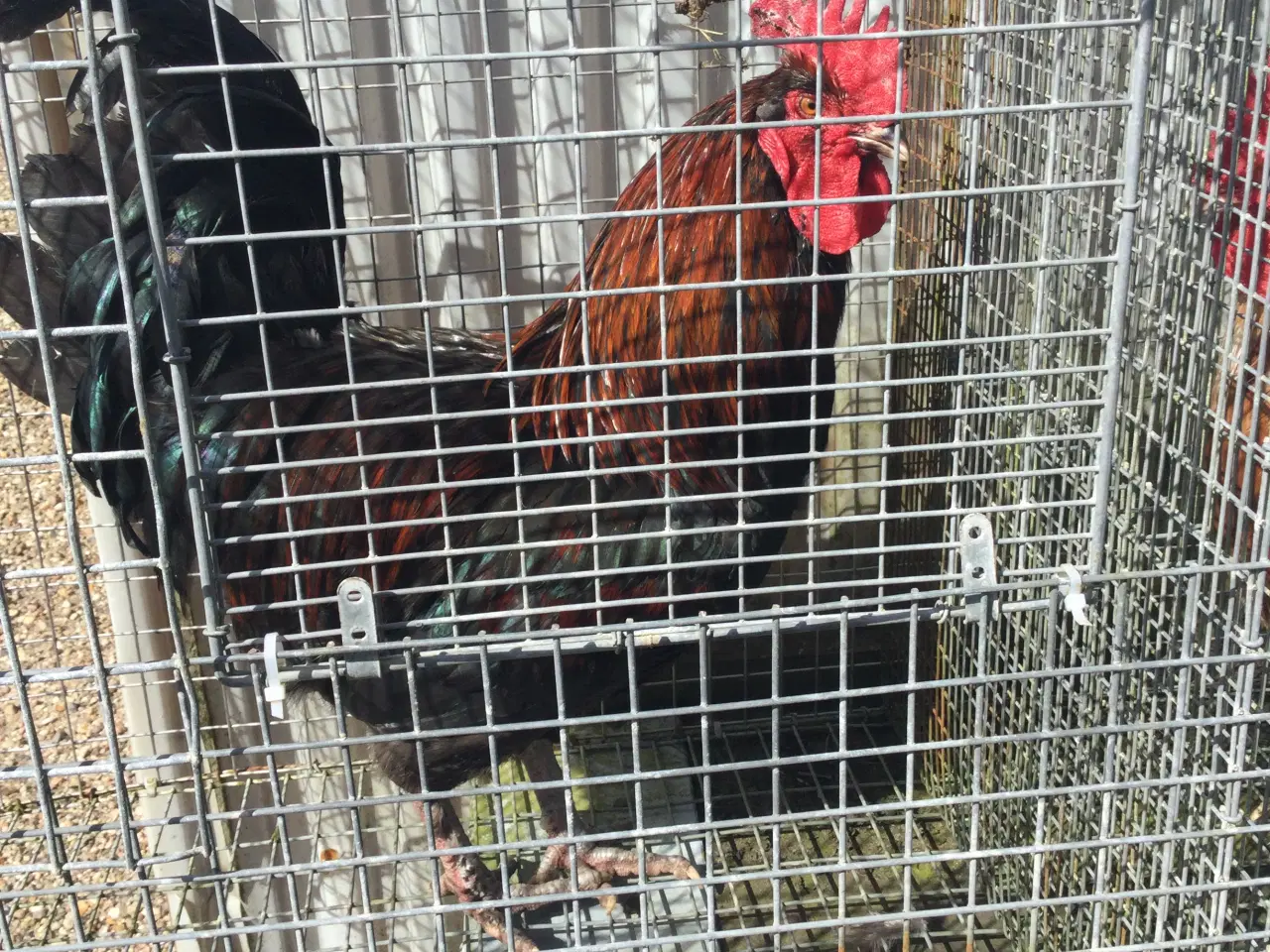 Billede 1 - Store flotte haner